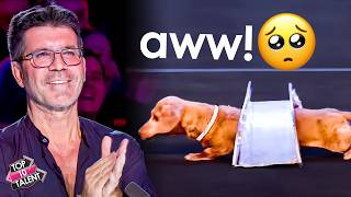 DAZZLING Dogs That UNLEASHED Their Talent On The Stage! 🐶🐾