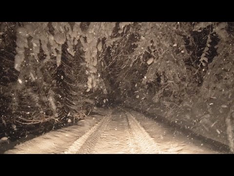 Relaxing Night on a Forest Road in the Mountains with Snow Falling & Wind Blowing Through the Trees