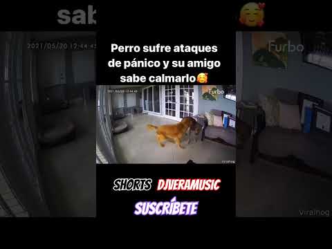 Todos necesitamos un amigo así #dog #caninos #mascotas #panico #viraltiktok #viralvideo #viralshort