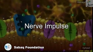 Nerve Impulse and Resting Membrane Potential