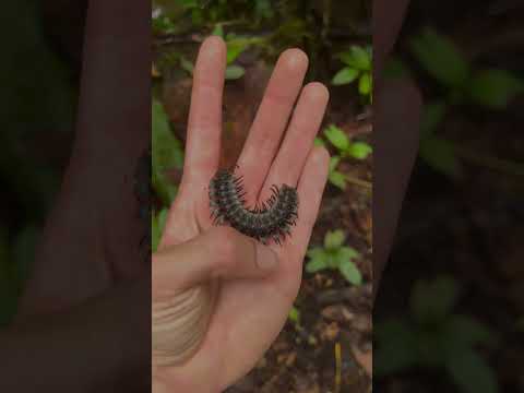 Nature's Craziest Animal Transformation! #animals #animallife #shorts