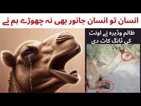 Camel Leg Cut Viral Video Complete Detail | ظالم وڈیرہ نے اونٹ کی ٹانگ کاٹ دی