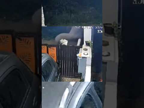 കേറിപ്പോടാ വീട്ടിലേക്ക് 😂 രാത്രി അവന്റെ ഒരു കറക്കം 🤣🤣 #comedy #sumusvlog #shotrs #elephantattack