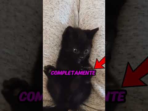 Descubrio algo impresionante 🐱🐈