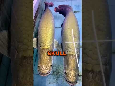 Bulletproof Fish 💀 #arapaimagigas #pirarucu