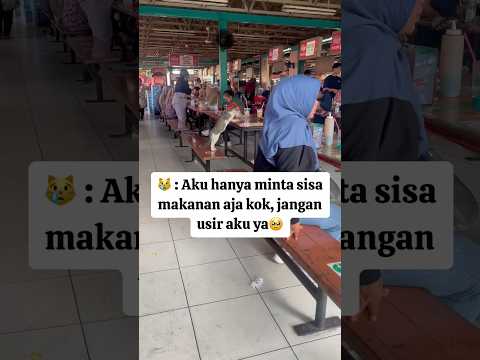 Jangan lupa sisihkan makanan untuk kucing ya? #fyp #cat #shorts #video #trending @LensaSam12