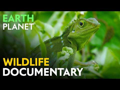 Life Awakens: Origins of the Jungle World | Jungle Planet Nature Documentary