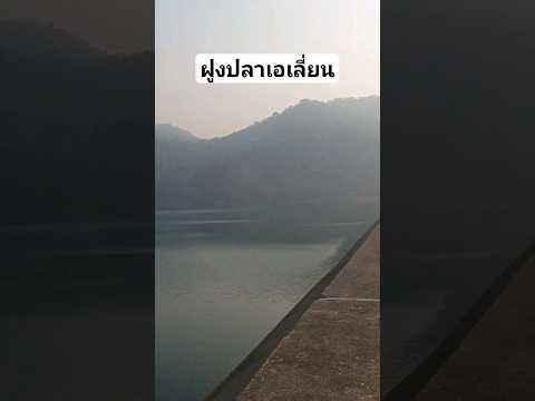 ฝูงปลาเอเลี่ยนบุกสันเขื่อน #ตกปลาหน้าดิน #เขื่อนเขาแหลม #ฝูงปลาเอเลี่ยน