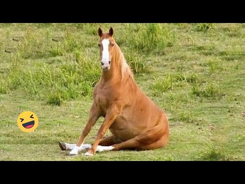 Best funniest horses of the week - Funny And Cute horses Video Compilation 2024 🐴#29