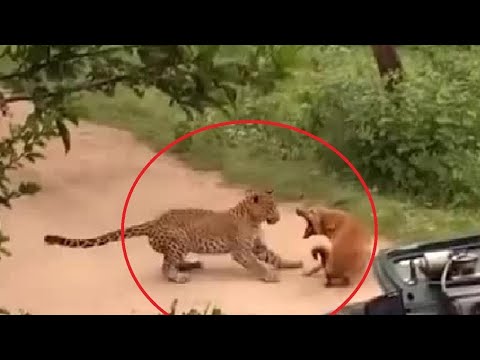 BATALHAS DE ANIMAIS INACREDITÁVEIS CAPTURADAS POR CÂMERA