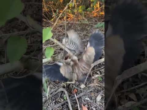 Pinapakain yong Eagle #KaBungkor