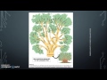 Proto-Indo-European Language Theories