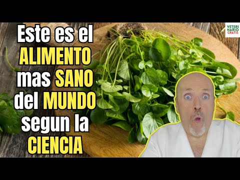 ✅ ESTE ES EL ALIMENTO MAS SANO DEL MUNDO SEGUN LA CIENCIA ✅