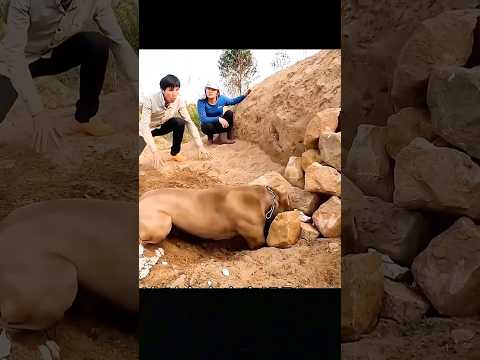 Chú chó liên tục gầm gừ về phía hầm, dường như bên trong ẩn giấu điều gì đó...