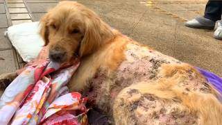 He Was Ignored and Left to Suffer — Cried for Help for a Whole Month, But No One Came!