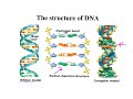 Exploring DNA Structure and Replication