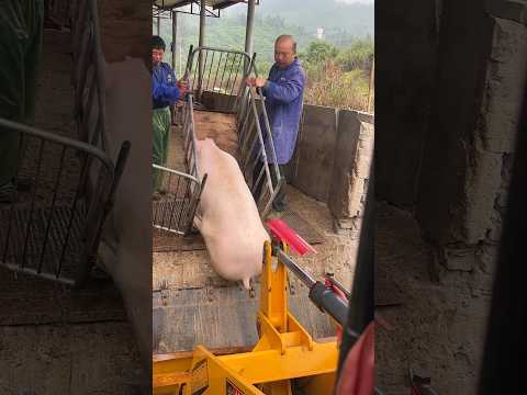 I Safely Loaded a Pig onto a Truck in JUST 10 Minutes