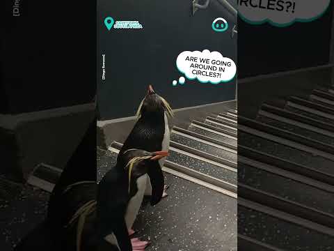 Penguins Hop Down Stairs || ViralHog