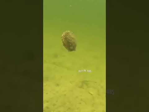 scared scallop 🎥: brookiecrist (IG) 🎵: maxkomusic #shorts