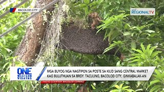 Mga buyog nga nagtipon buluthuan sa Brgy. Taculing, Bacolod City ginkabalak-an | One Western Visayas
