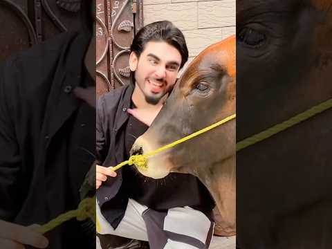 Qurbani ka janwar 😂