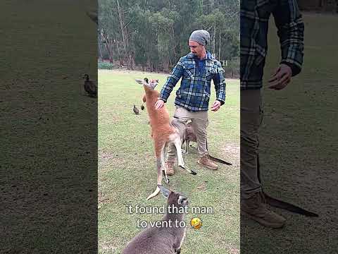 Love how confident he is!  #kangaroo #wildanimals #viral
