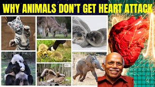 Then Why Do HUMAN Get Heart ATTACK Have You Thought It??