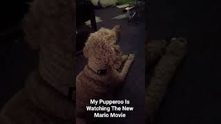 Fusion Gaming 2 Shorts:My Pupperoo Is Watching The New Mario Movie