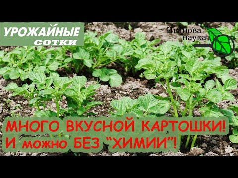 Лучшая подкормка для вкусного картофеля! И урожай порадует! И можно без химии!