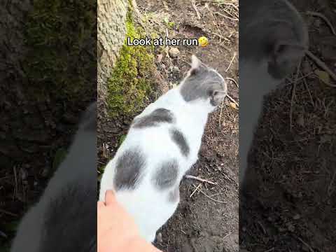 Look at her go #cat #catfunny #funny #catvideos