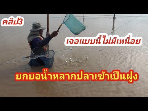 ยกยอน้ำหลากยกยอน้ำแดงแม่น้ำป่าสักวันที่4เซียนยอคลิป3fishingc