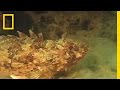 Marine Mucilage Effects and Composition