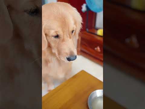 人类孩子和狗谁更有眼力见Who is more discerning, human children or dogs