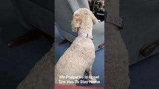 Fusion Gaming 2 Shorts: My Pupperoo Is Sad She Has To Stay Home