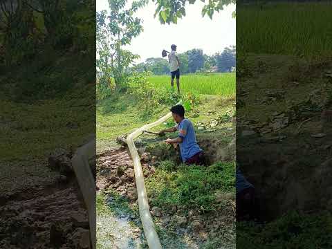 গর্তের ভেতরে লুকিয়ে 🤣🤣