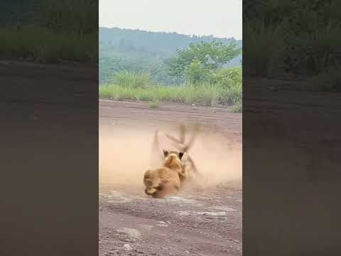 Lion catches sword sheep, wild animals close up, animal fighting power competition