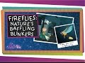 Fireflies: Nature's Glowing Wonders