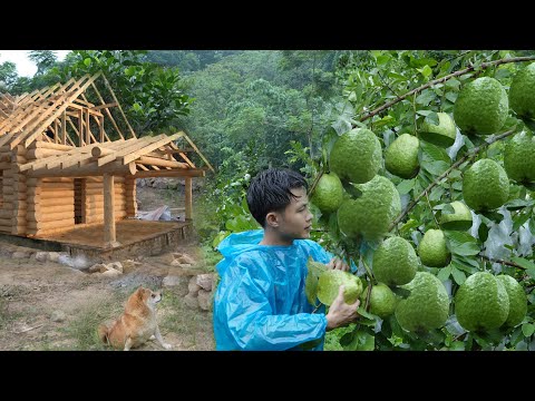 Harvest of large Guava, Orange, Dragon fruit go to market sell, Earning Money Build a new House