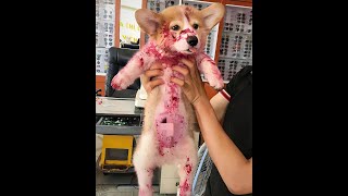 😺 Как отмыть варенье? 🐕 Смешное видео с собаками и кошками! 😸