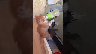 Smart kitty