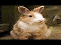 Understanding Bunny Behaviors