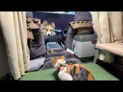 【車中泊歴14年】ペットとの旅を勧める理由と犬猫と車中泊の始め方