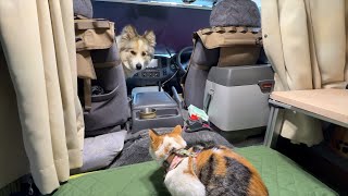 【車中泊歴14年】ペットとの旅を勧める理由と犬猫と車中泊の始め方