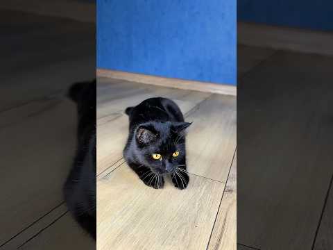 Mouse for cat๐๐ฑ๐โโฌ