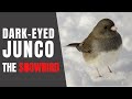 Dark-Eyed Juncos: Winter Behavior and Traits