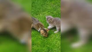 Shelinka loví pro klan! 😂🐱😸🐱