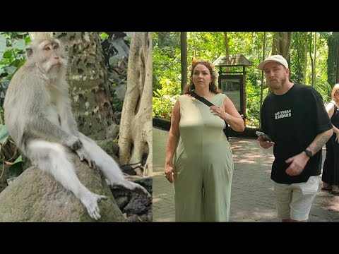 Inilah Reaksi Orang Bule Melihat Monyet di Monkey forest Ubud Bali 2023