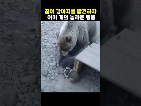 곰이 강아지를 발견하자 어미 개의 놀라운 행동