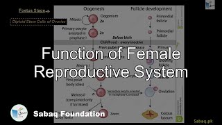 Function of Female Reproductive System