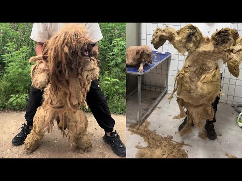 Our hearts shattered seeing their fur painfully matted—thankfully, they were rescued in time!